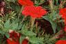 Petunia 'Fantasy Red', flowers