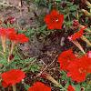 Petunia 'Fantasy Red', flowers
