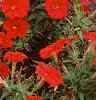 Petunia 'Fantasy Red', flowers