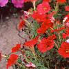 Petunia 'Fantasy Red', flowers