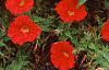 Petunia 'Fantasy Red', flowers