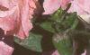 Petunia grandiflora 'Appleblossom Dreams', habit