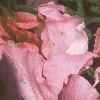 Petunia grandiflora 'Appleblossom Dreams', habit