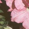 Petunia grandiflora 'Appleblossom Dreams', habit