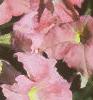 Petunia grandiflora 'Appleblossom Dreams', habit