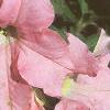 Petunia grandiflora 'Appleblossom Dreams', habit