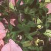 Petunia grandiflora 'Appleblossom Dreams', habit
