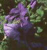 Petunia grandiflora 'Blue Daddy', habit