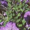 Petunia grandiflora 'Blue Daddy', habit