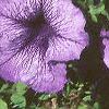 Petunia grandiflora 'Blue Daddy', habit