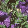 Petunia grandiflora 'Blue Daddy', habit