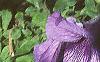 Petunia grandiflora 'Blue Daddy', habit