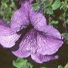 Petunia grandiflora 'Blue Daddy', habit