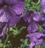Petunia grandiflora 'Blue Daddy', habit