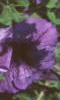 Petunia grandiflora 'Blue Daddy', flowers