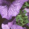 Petunia grandiflora 'Blue Daddy', flowers