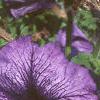 Petunia grandiflora 'Blue Daddy', flowers