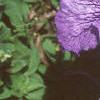 Petunia grandiflora 'Blue Daddy', flowers