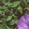 Petunia grandiflora 'Blue Daddy', flowers