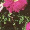Petunia grandiflora 'Dreams Pink', habit