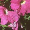 Petunia grandiflora 'Dreams Pink', habit