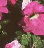 Petunia grandiflora 'Dreams Pink', habit