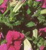 Petunia grandiflora 'Dreams Pink', habit