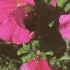 Petunia grandiflora 'Dreams Pink', habit