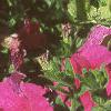 Petunia grandiflora 'Dreams Pink', habit