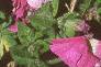 Petunia grandiflora 'Dreams Pink', habit