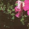Petunia grandiflora 'Dreams Pink', habit