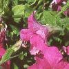 Petunia grandiflora 'Dreams Pink', habit