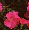 Petunia grandiflora 'Dreams Pink', habit