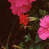 Petunia grandiflora 'Dreams Pink', habit