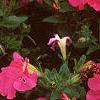 Petunia grandiflora 'Dreams Pink', habit