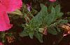 Petunia grandiflora 'Dreams Pink', habit