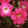 Petunia grandiflora 'Dreams Pink', habit