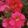 Petunia grandiflora 'Dreams Pink', habit