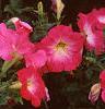 Petunia grandiflora 'Dreams Pink', habit