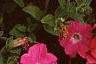 Petunia grandiflora 'Dreams Pink', habit