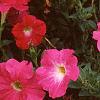 Petunia grandiflora 'Dreams Pink', habit