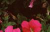 Petunia grandiflora 'Dreams Pink', habit
