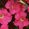 Petunia grandiflora 'Dreams Pink', habit