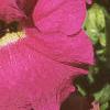 Petunia grandiflora 'Dreams Pink', flowers