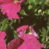 Petunia grandiflora 'Dreams Pink', flowers