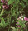Petunia grandiflora 'Dreams Pink', flowers