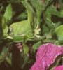 Petunia grandiflora 'Dreams Pink', flowers