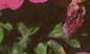 Petunia grandiflora 'Dreams Pink', flowers