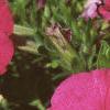 Petunia grandiflora 'Dreams Pink', flowers