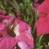 Petunia grandiflora 'Dreams Pink', flowers